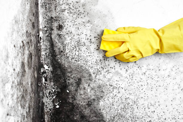 Best DIY Mold Remediation Support Services in Auburn, KS